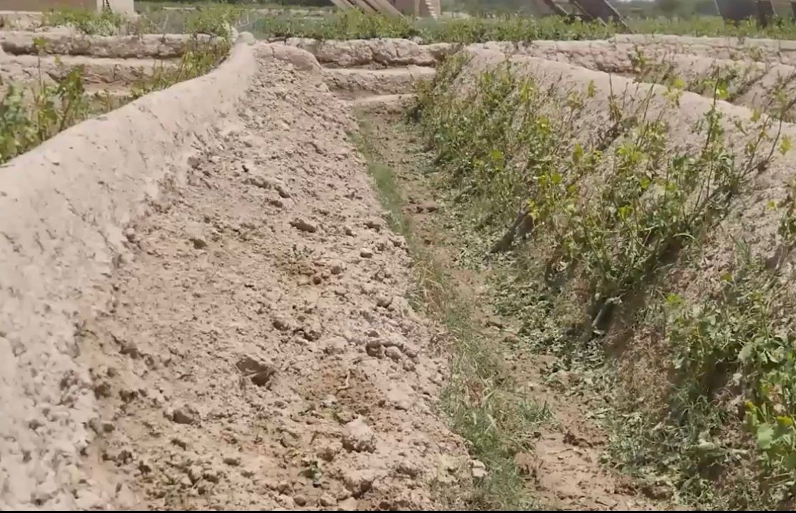 طالبان: کندهار کې وروستیو ورښتونو ۳۳زره جریبه کرنیزه ځمکه ویجاړه کړې ده