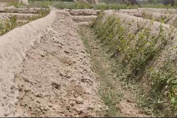 طالبان: کندهار کې وروستیو ورښتونو ۳۳زره جریبه کرنیزه ځمکه ویجاړه کړې ده