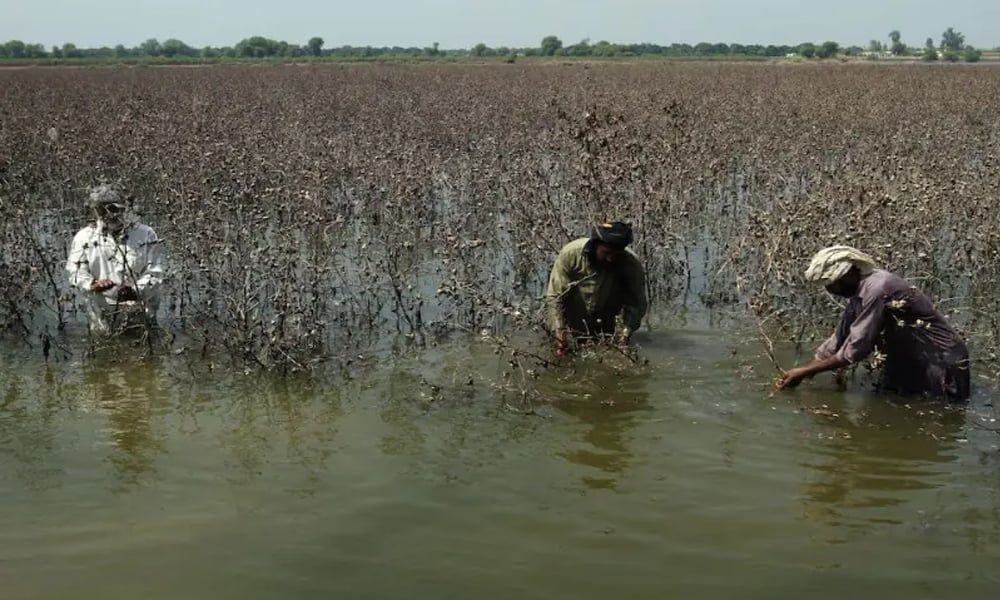 پاکستاني چارواکی: د فصلونو د زیانمنېدو له امله د خوراکي توکو د بیو لوړېدو وېره رامنځته شوې