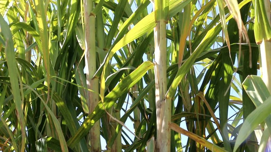 طالبان وایي، سږکال په خوست کې د ګنیو ۳۵۰ټنه حاصلات اټکل شوي