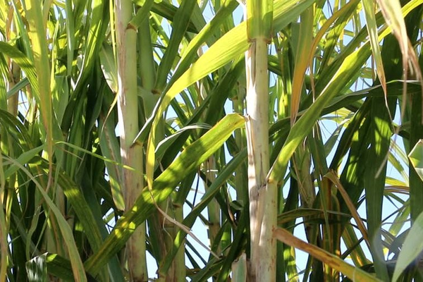 طالبان وایي، سږکال په خوست کې د ګنیو ۳۵۰ټنه حاصلات اټکل شوي