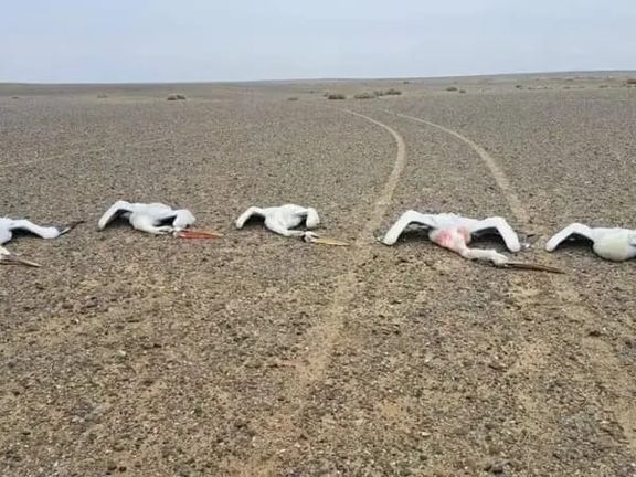 روز جهانی پرندگان مهاجر؛ طالبان از مردم خواست از شکار پرندگان و حیوانات وحشی خودداری کنند