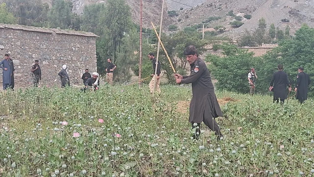 پاکستاني پولیس: د پښتونخوا په مومندو ولسوالې کې مو د کوکنارو کروندې له منځه وړی دی