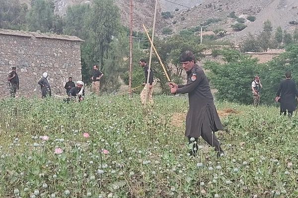 پاکستاني پولیس: د پښتونخوا په مومندو ولسوالې کې مو د کوکنارو کروندې له منځه وړی دی