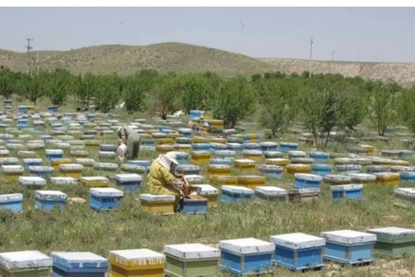 روان کال په بغلان کې ۳۰ ټنه شات تولید شوي