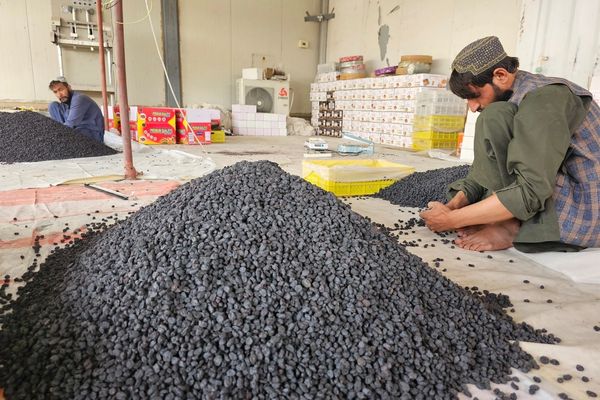 طالبان وایي، سږ کال به له کندهار څخه د وچو مېوو صادرات ۵ زره میټریک تُڼو ته ورسېږي