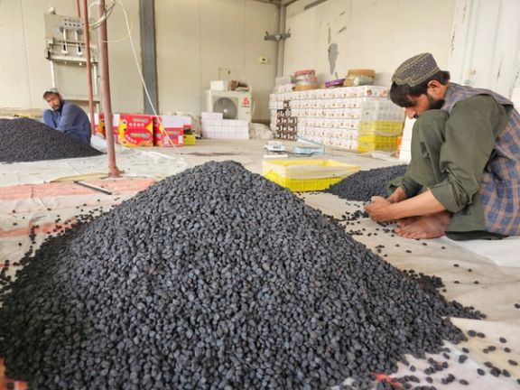 طالبان وایي، سږ کال به له کندهار څخه د وچو مېوو صادرات ۵ زره میټریک تُڼو ته ورسېږي