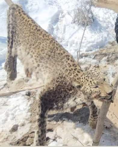 باشندگان چهارسده غور یک پلنگ برفی کمیاب را کشتند