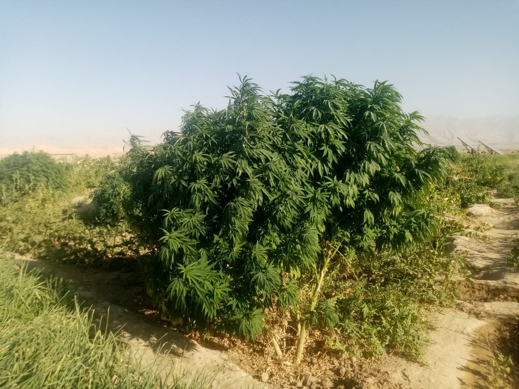 تجارت جدید؛ طالبان به جای کشت خشخاش به تولید کریستال روی آورده است