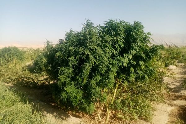 Taliban Shifts From Opium Poppy Cultivation To Methamphetamine Production