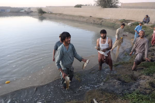 هلمند کې د کبانو روزنه؛ هره میاشت ۳۰زره کیلو ګرامه کبان بازار ته وړاندې کېږي
