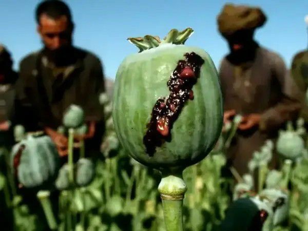 دیلی تلگراف: برخی مقام‌های طالبان از ممنوعیت کشت خشخاش سود مالی می‌برند