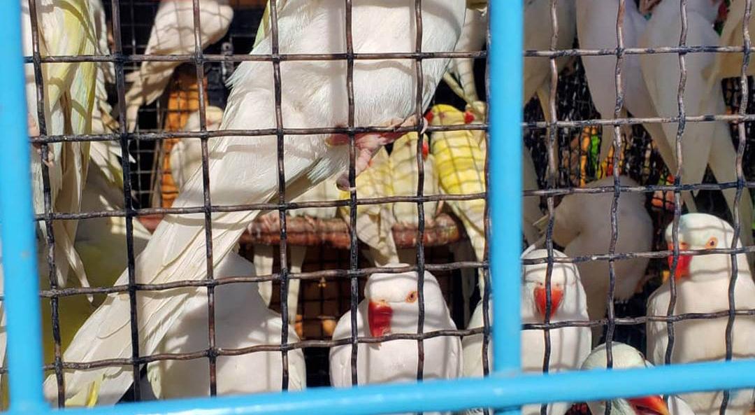 د طوطیانو تجارت؛ طالبانو له کندهار څخه کویټ ته ۶۰۰ طوطیان صادر کړل