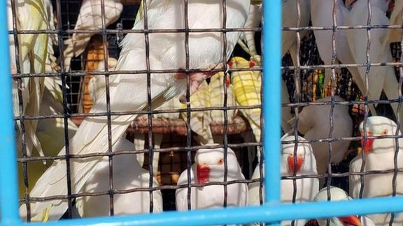 د طوطیانو تجارت؛ طالبانو له کندهار څخه کویټ ته ۶۰۰ طوطیان صادر کړل