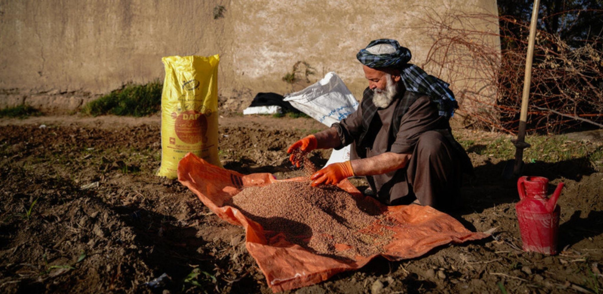 ملګري ملتونه: د سرې بیو لوړېدو د افغانستان د ۲۰۲۷ کال د غنمو حاصلات له ګواښ سره مخ کړي
