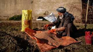 ملګري ملتونه: د سرې بیو لوړېدو د افغانستان د ۲۰۲۷ کال د غنمو حاصلات له ګواښ سره مخ کړي