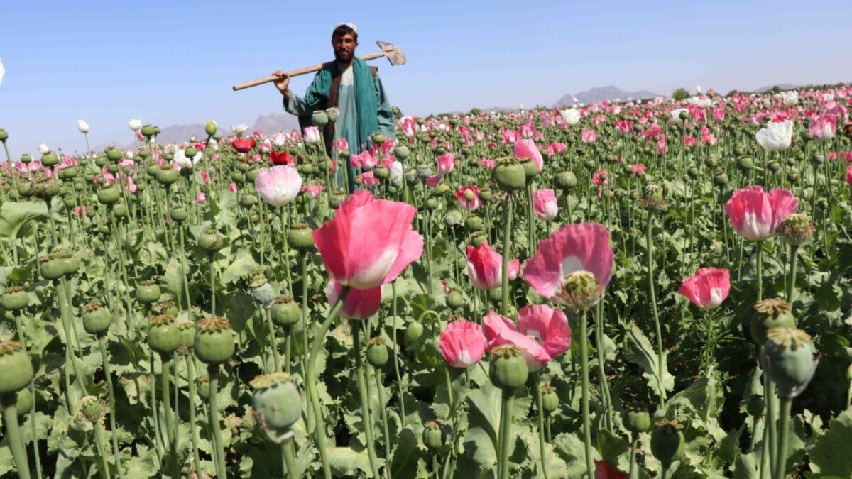 طالبانو د نشه يي توکو پر وړاندې د مبارزې په اړه له م م، امريکا او برېتانیا سره خبرې کړې