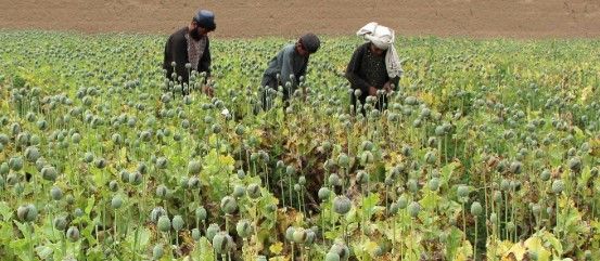 طالبان خواهان کمک جامعه جهانی برای مبارزه با مواد مخدر شد