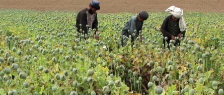 طالبان خواهان کمک جامعه جهانی برای مبارزه با مواد مخدر شد