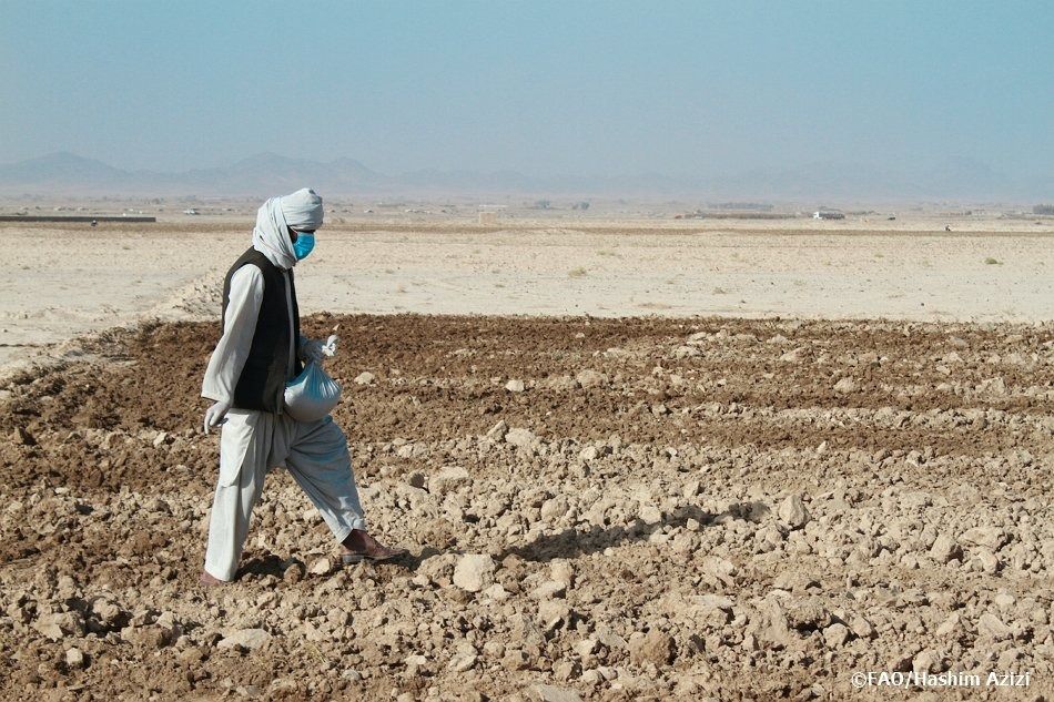 سازمان غذا و کشاورزی ملل متحد به بیش از ۹ میلیون نفر در افغانستان کمک می‌کند