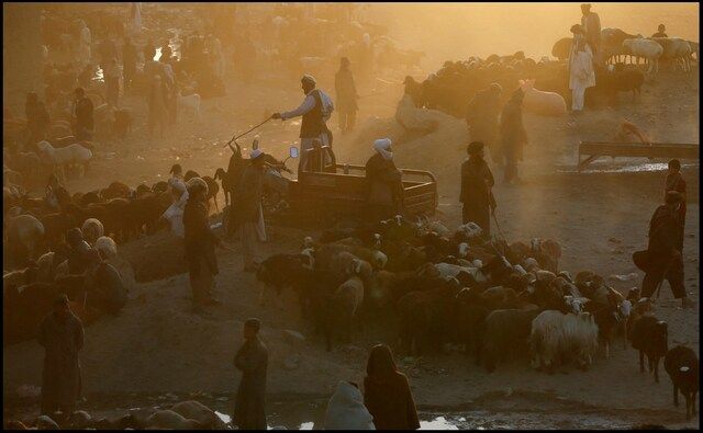 سازمان بهداشت جهانی در آستانه عید قربان، درباره خطر ابتلا به تب کانگو هشدار داد