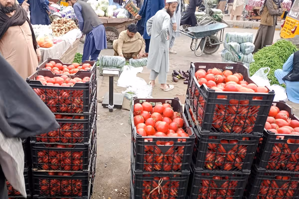 طالبانو په جلالاباد کې د هغو کاروباریانو سبزۍ لیلام کړې چې خپل توکي یې پر لوړه بیه پلورل