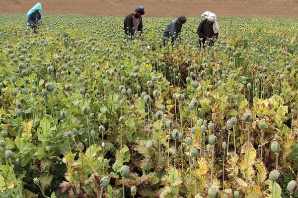 طالبان از ایجاد «کمیسیون عالی» مبارزه با مواد مخدر در قندهار خبر داد