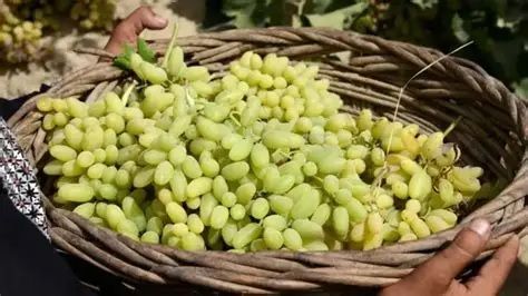 په پکتیکا کې بڼوال وایي سږکال د انګورو حاصلات زیات شوي خو د خرڅلاو بازار نشته