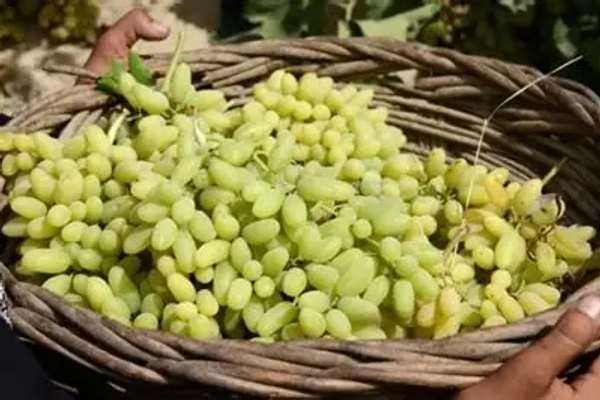 په پکتیکا کې بڼوال وایي سږکال د انګورو حاصلات زیات شوي خو د خرڅلاو بازار نشته