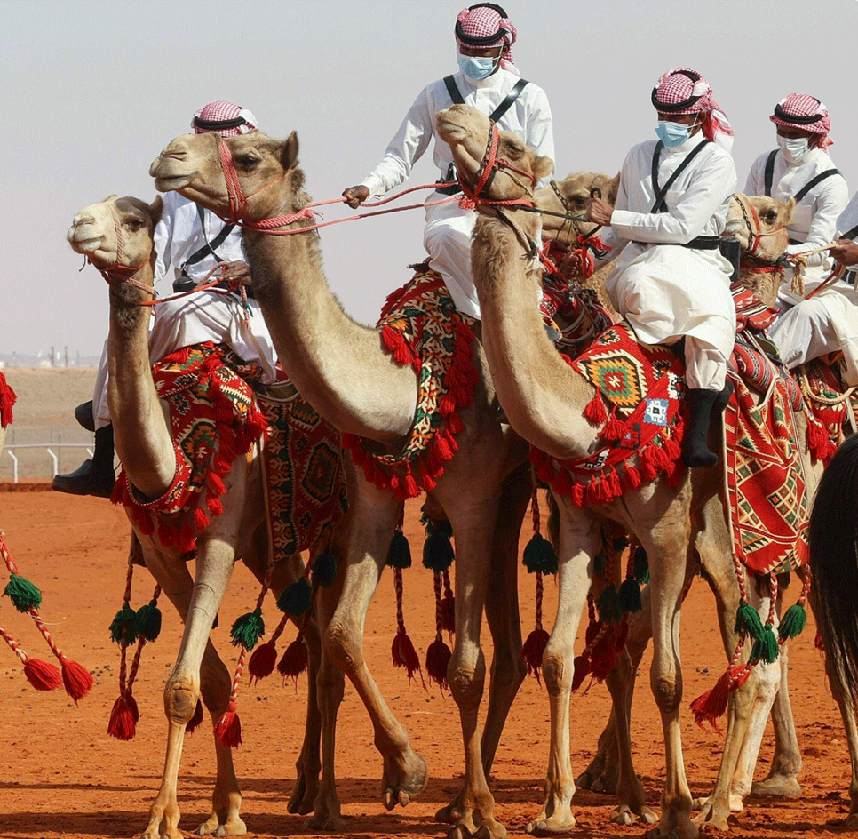 په سعودي عربستان کې میلیونونه اوښانو ته پاسپورټونه ورکول کېږي