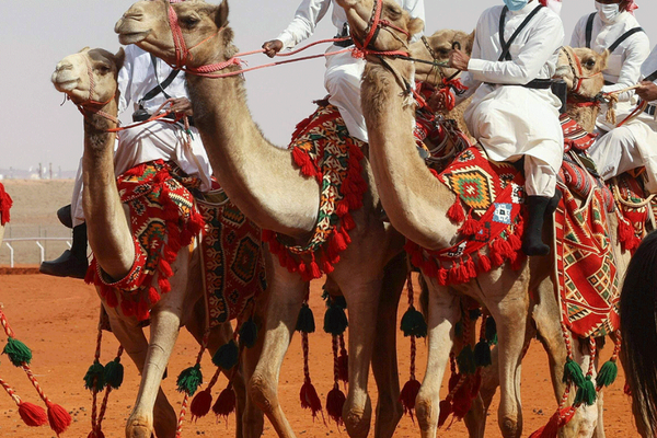 په سعودي عربستان کې میلیونونه اوښانو ته پاسپورټونه ورکول کېږي