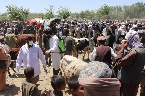 بهداشت جهانی در افغانستان نسبت به شیوع بیماریهای ساری در عید قربان هشدار داد