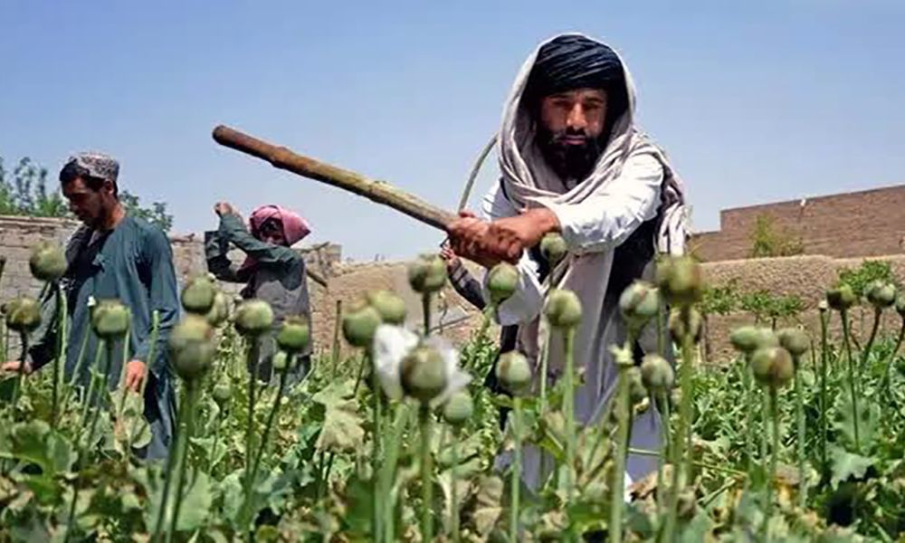 طالبان: د نشه‌يي توکو په له‌منځه وړلو کې نړۍ هیڅ مرسته نه‌ده کړې