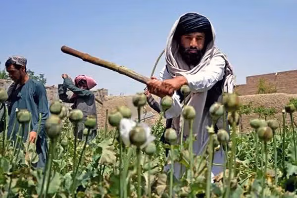 طالبان: د نشهيي توکو په لهمنځه وړلو کې نړۍ هیڅ مرسته نهده کړې
