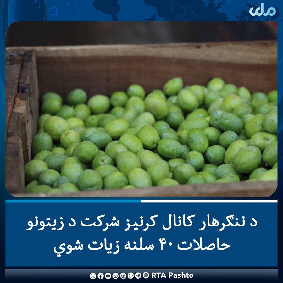 طالبان وایي،‌ سږ کال ننګرهار کې د زیتونو حاصلات د پام وړ زیات شوي 