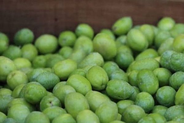 طالبان وایي، سږ کال ننګرهار کې د زیتونو حاصلات د پام وړ زیات شوي