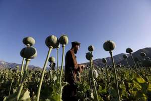 یوناما میگوید کشت خشخاش از جنوبغرب به شمالشرق افغانستان منتقل شده است