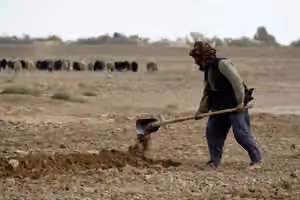 د خاص روزګان اوسېدونکي: وچکالۍ باغونه وچ کړي او د ناروغیو کچه یې لوړه کړې