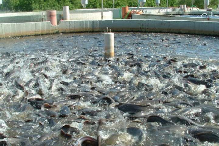 وزارت زراعت طالبان: بخش خصوصی بیش از ۲۵۰۰ فارم ماهی در افغانستان ایجاد کرده است