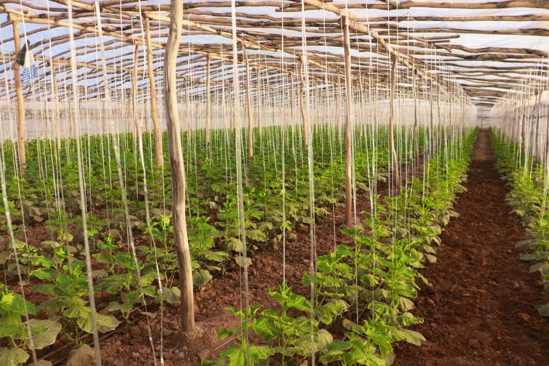 په هرات ولایت کې له ۴۰۰۰ څخه زیاتې شنې خونې فعالې دي