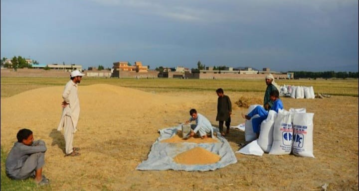 د ننګرهار، کونړ او لغمان بزګر: سږني فصلونه بارانونو خراب کړي خو طالبان بیا هم عشر غواړي 