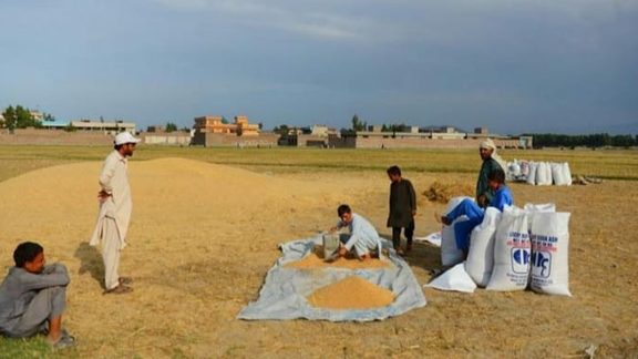 د ننګرهار، کونړ او لغمان بزګر: سږني فصلونه بارانونو خراب کړي خو طالبان بیا هم عشر غواړي