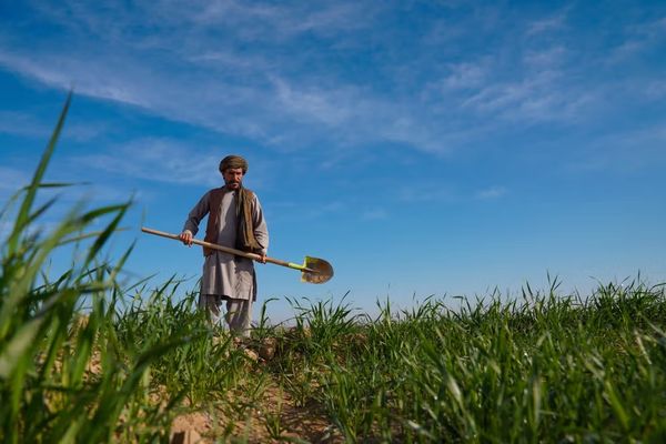 الأمم المتحدة وبريطانيا تطلقان برنامجاً لدعم الزراعة في قرى أفغانستان