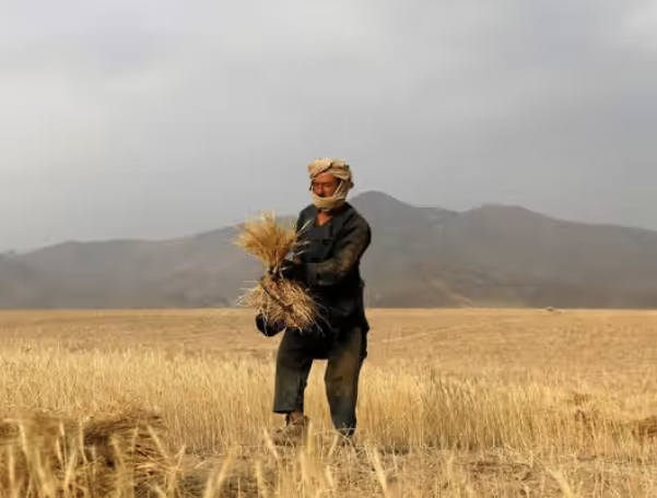 التغيرات المناخية تلحق خسائر بمحاصيل المزارعين في أفغانستان