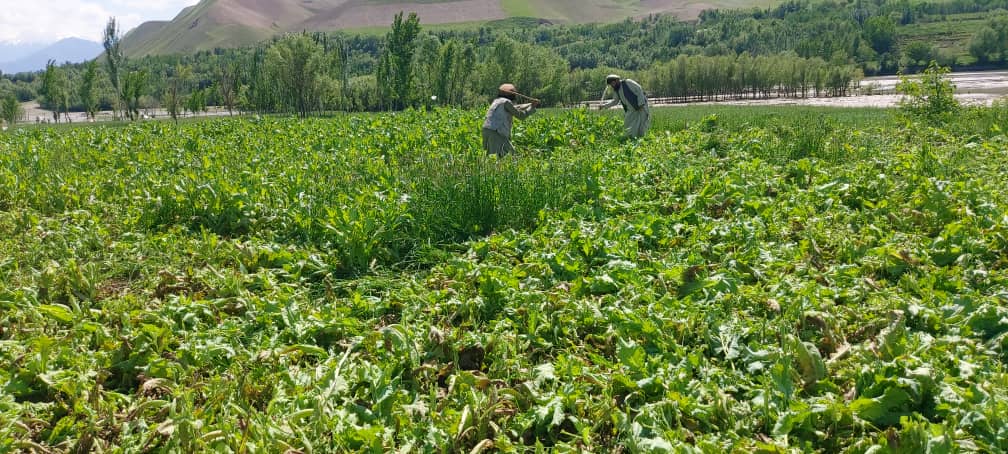 منابع می‌گویند طالبان برای تخریب مزارع خشخاش از جنوب به بدخشان نیرو اعزام کرده است