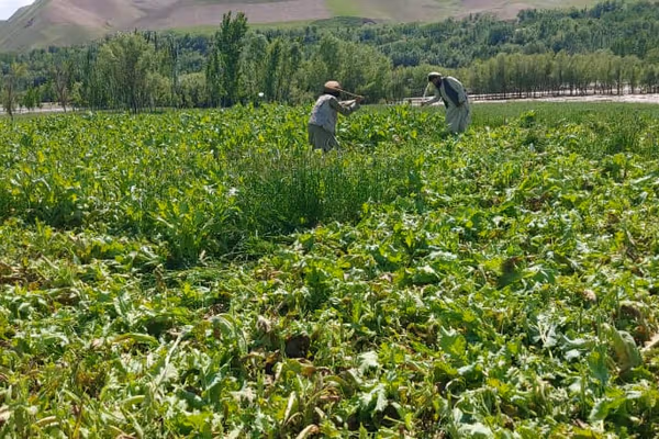 منابع میگویند طالبان برای تخریب مزارع خشخاش از جنوب به بدخشان نیرو اعزام کرده است