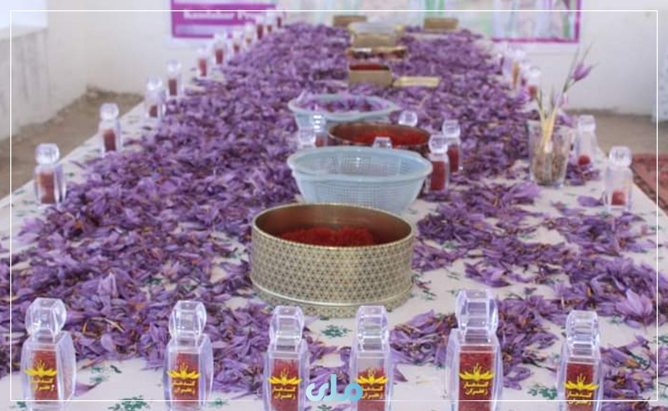 طالبان از برگزاری نخستین نمایشگاه زعفران در قندهار خبر داد