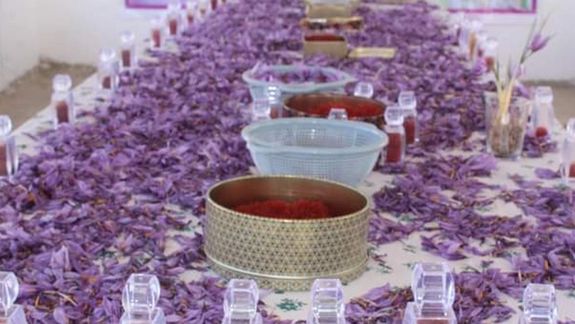طالبان از برگزاری نخستین نمایشگاه زعفران در قندهار خبر داد