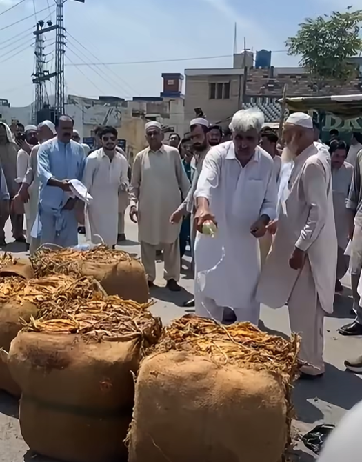 د پښتونخوا په صوابۍ کې کروندګرو د ټیټې بیې پر اعتراض تنباکو سوځولي