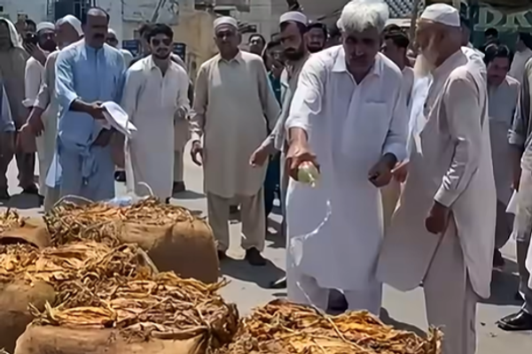 د پښتونخوا په صوابۍ کې کروندګرو د ټیټې بیې پر اعتراض تنباکو سوځولي